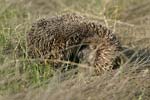 Eastern European Hedgehog   Erinaceus concolor